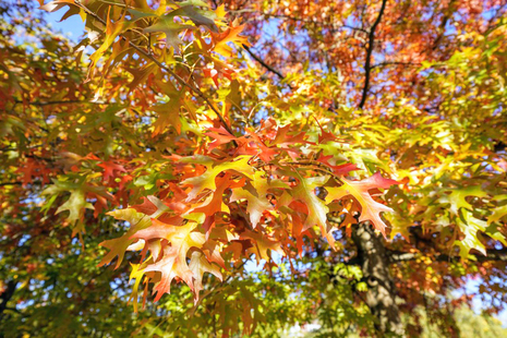 Herbst in Hamburg 