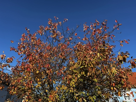 Goldener Oktober in Rodgau 2022 (Quelle Simon Trippler, Deutscher Wetterdienst)