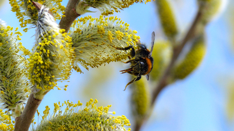 Dunkle Erdhummel beim Pollensammeln im blühenden Weidenkätzchen (Quelle Frank Kahl / Deutscher Wetterdienst / Norderney )