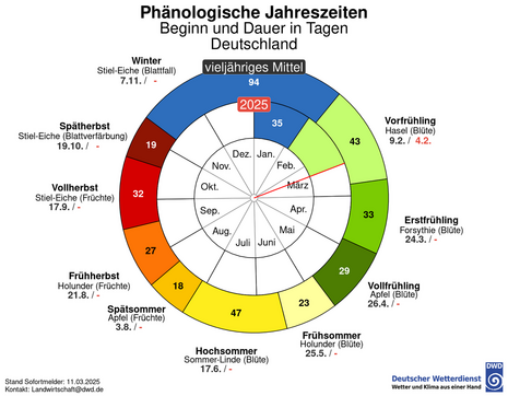 Abb 1: Phänologische Uhr mit Beginn und Dauer der phänologischen Jahreszeiten, vieljähriges Mittel und aktuelles Jahr 2025 im Vergleich, aktuell Vorfrühling (Blüte Hasel) seit 04.02.2025 (Mittel 9.2.) (Quelle DWD - Deutscher Wetterdienst)