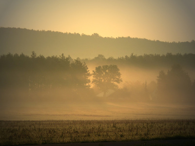 Morgennebel