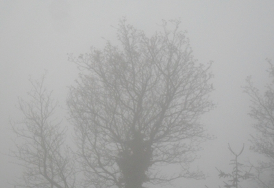 Baumkrone im Nebel