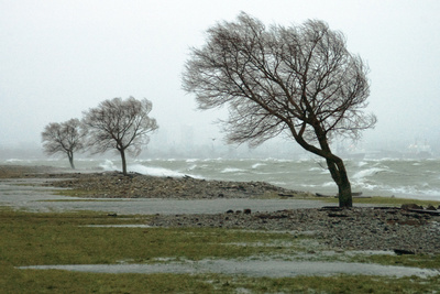 Ein typischer Herbststurm an der Küste: Die Bäume biegen sich im Wind, das Meer schäumt über.