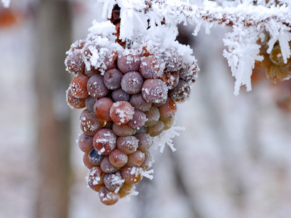 Eiswein wird aus überreifen Trauben hergestellt, die bei unter −7 °C gefroren geerntet und gepresst werden.