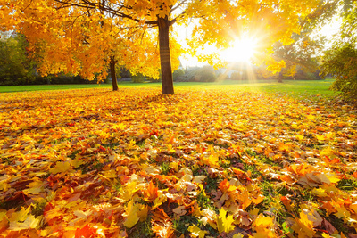 Mit etwas Glück stehen uns ein paar goldene Herbsttage ins Haus