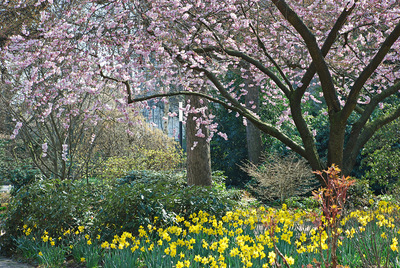 Farbenfrohe Wiese im März